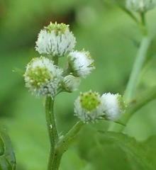 Dichrocephala integrifolia