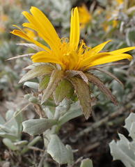 Berkheya cuneata