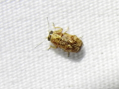 Pachybrachis texanus