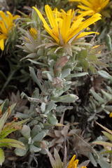 Berkheya cuneata