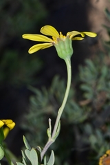 Othonninae