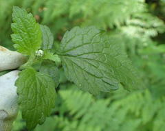 Dichrocephala integrifolia