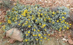 Berkheya cuneata