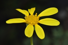 Othonninae