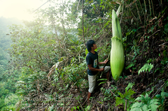 Amorphophallus titanum