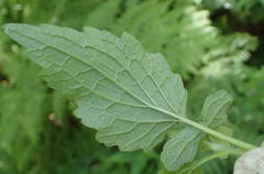 Dichrocephala integrifolia