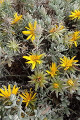 Berkheya cuneata