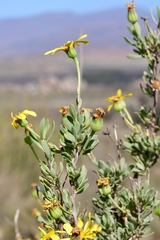 Othonninae