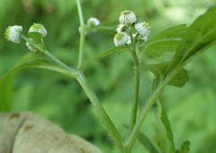 Dichrocephala integrifolia