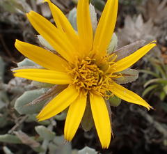 Berkheya cuneata
