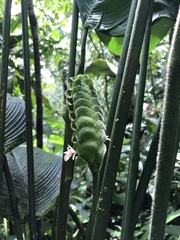 Calathea lasiostachya