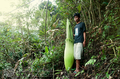 Amorphophallus titanum