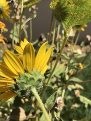 Helianthus annuus