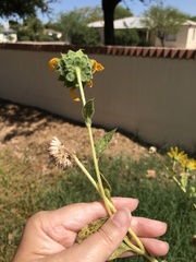 Helianthus annuus