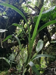 Aechmea bracteata