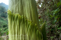 Amorphophallus titanum