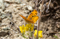 Phyciodes pallida
