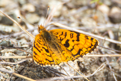 Phyciodes pallida