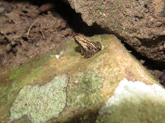 Physalaemus cuvieri