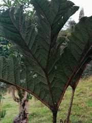 Gunnera insignis