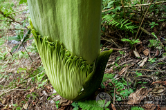 Amorphophallus titanum