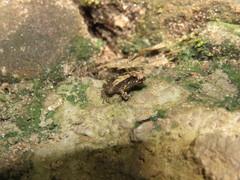 Physalaemus cuvieri