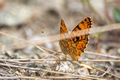 Phyciodes pallida