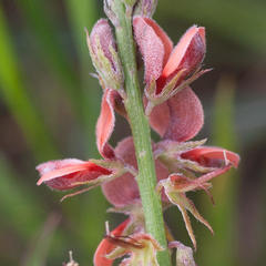 Indigofera psoraloides