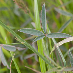 Indigofera psoraloides