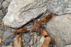 Sphictostethus nitidus