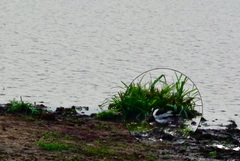 Vanellus armatus