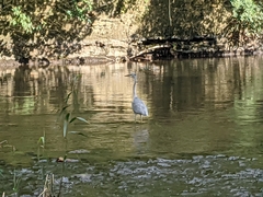 Ardea cinerea