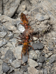 Sphictostethus nitidus