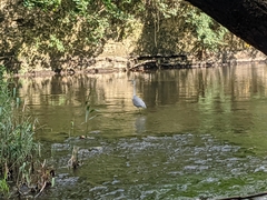 Ardea cinerea