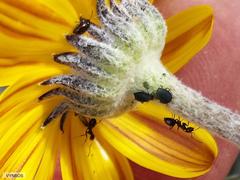 Euryops othonnoides