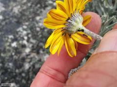 Euryops othonnoides