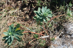 Euphorbia petrophila