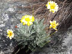 Euryops othonnoides