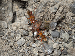 Sphictostethus nitidus