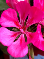 Pelargonium