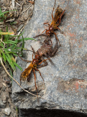 Sphictostethus nitidus