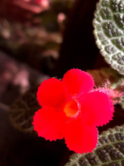 Episcia