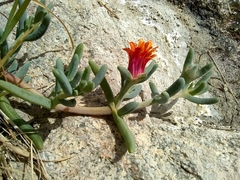 Malephora crocea
