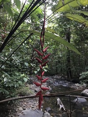 Heliconia longa