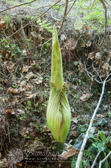 Amorphophallus titanum