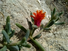 Malephora crocea