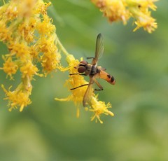 Xanthomelanodes flavipes