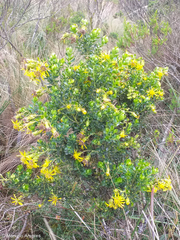 Monticalia arbutifolia