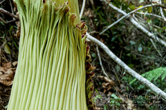 Amorphophallus titanum