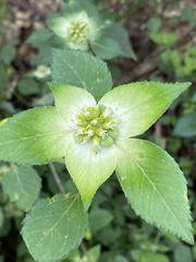 Euphorbia schiedeana